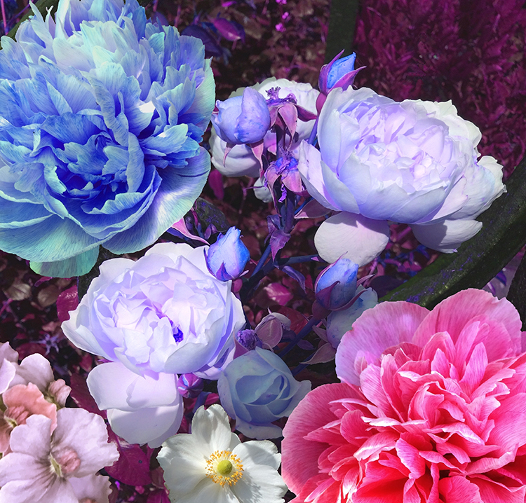 Pink, purple and blue flowers