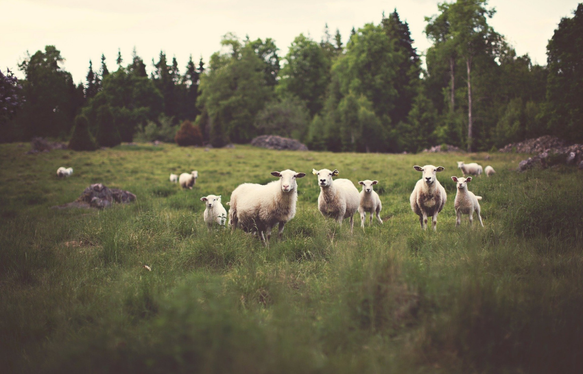 Ulster Carpets are made from quality wool from sheep in the UK, Ireland and New Zealand.