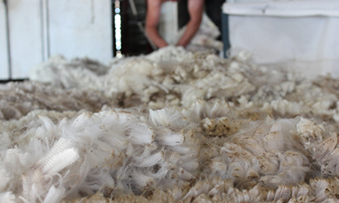 Wool_Shearing_Ulster_Yarns_Studio_Sessions.png