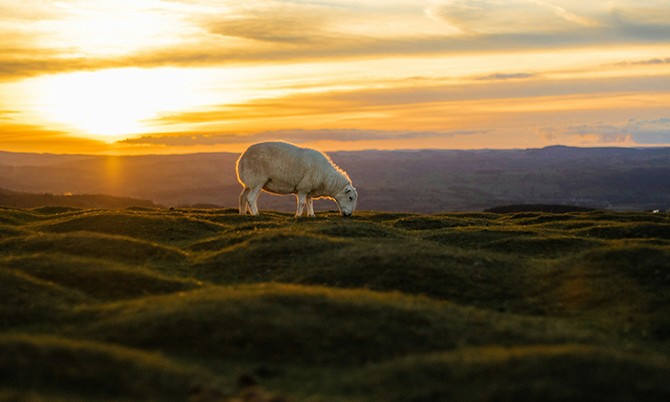 Sheep_Sun_Sustainability_Uster_Carpets.png