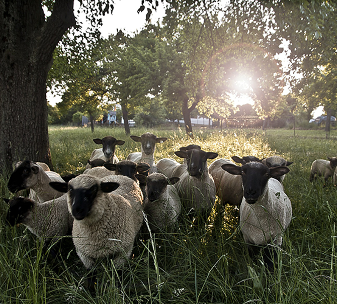 Ulster_Yarns_Wool_Sheep_Ulster_Carpets.png
