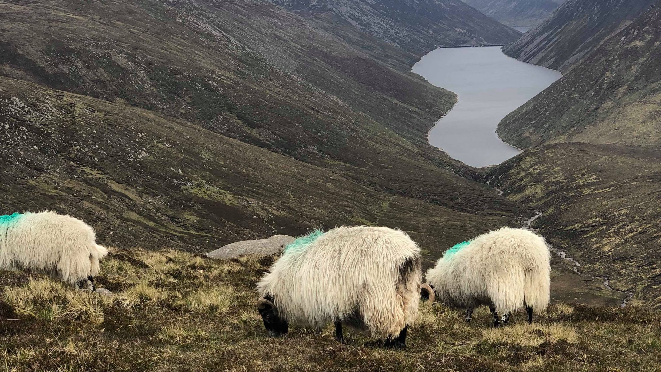 Sheep grazing on the side of a mountain in UK