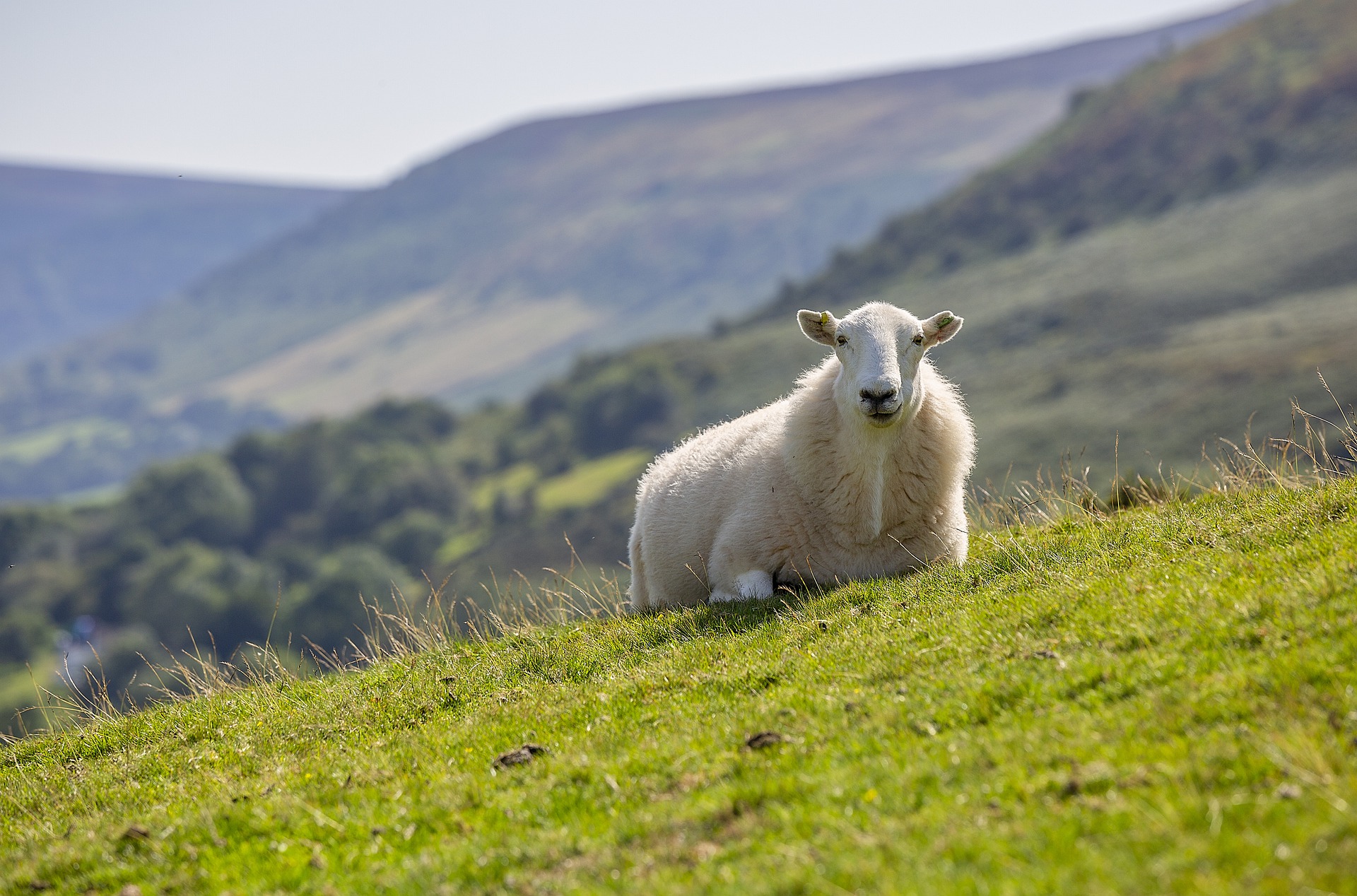 Sheep on grass. Wool Week 2021