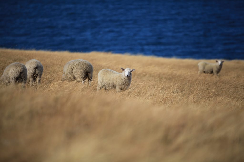 Sheep grazing. Wool Week 2021